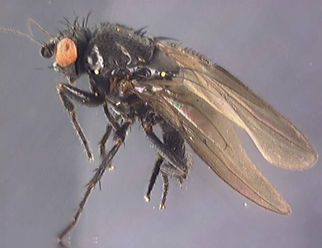 Spelobia clunipes